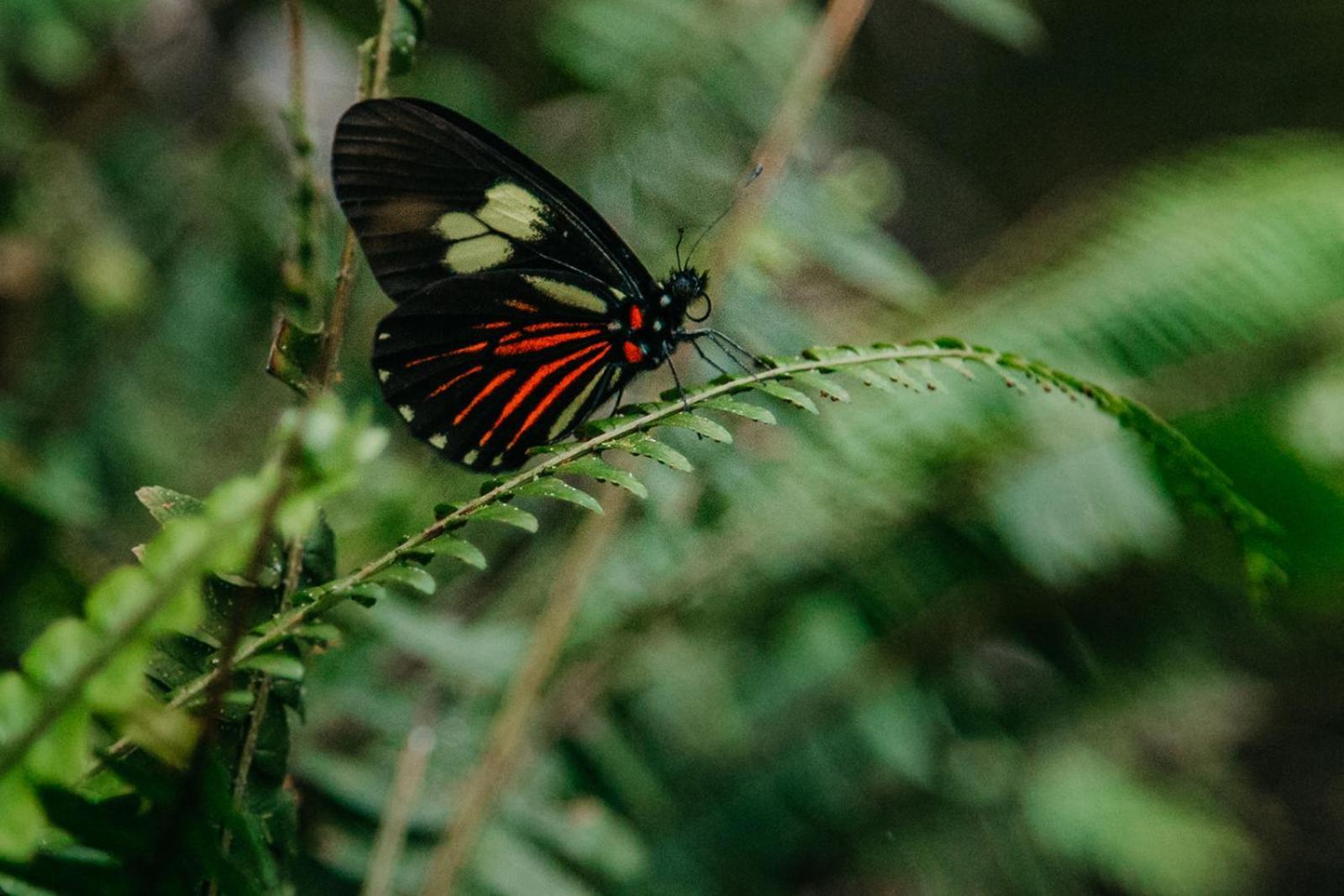 Arahuana Jungle Resort & Spa Tena Zewnętrze zdjęcie